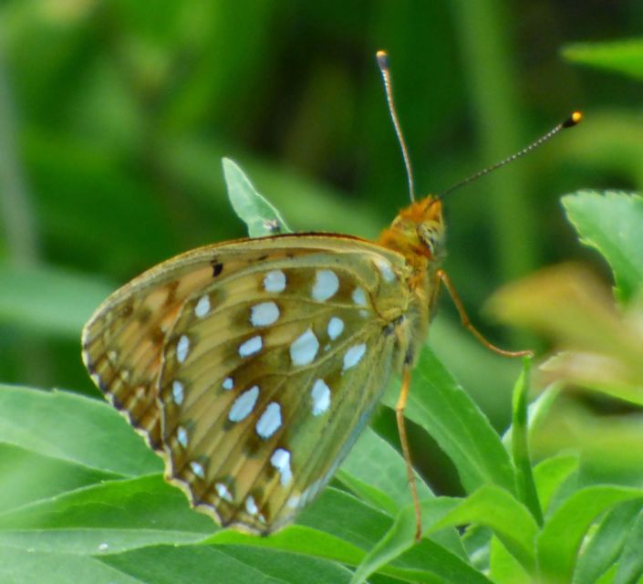 Argynnis aglaja - kerekfoltú gyöngyházlepke