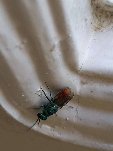 Chrysis taczanovskii
