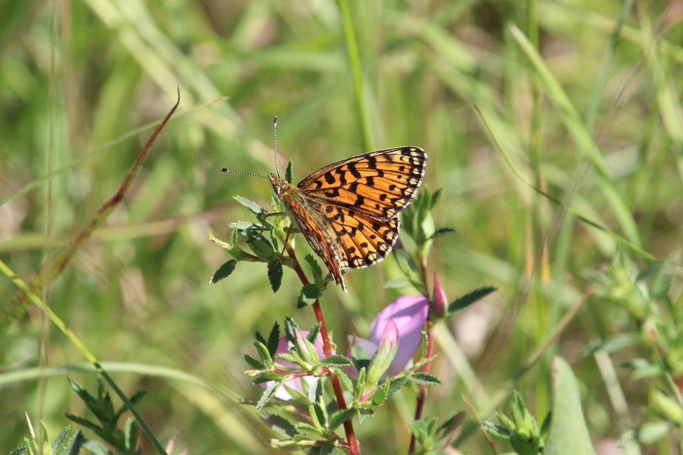 Boloria selene - fakó gyöngyházlepke