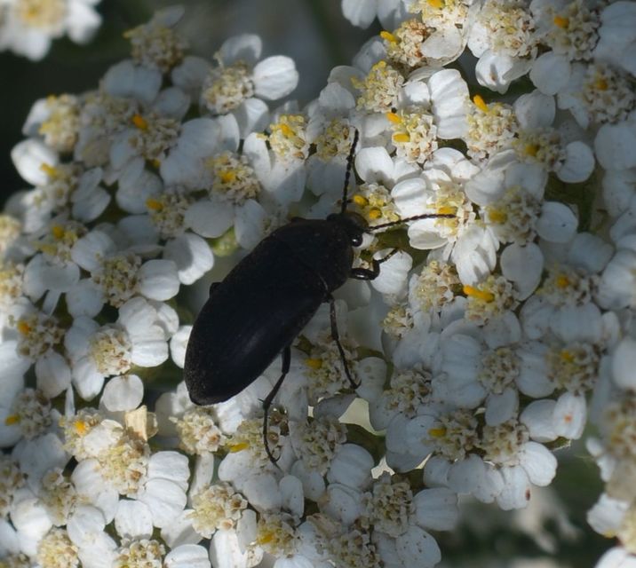 Podonta nigrita - szerecsenbogár