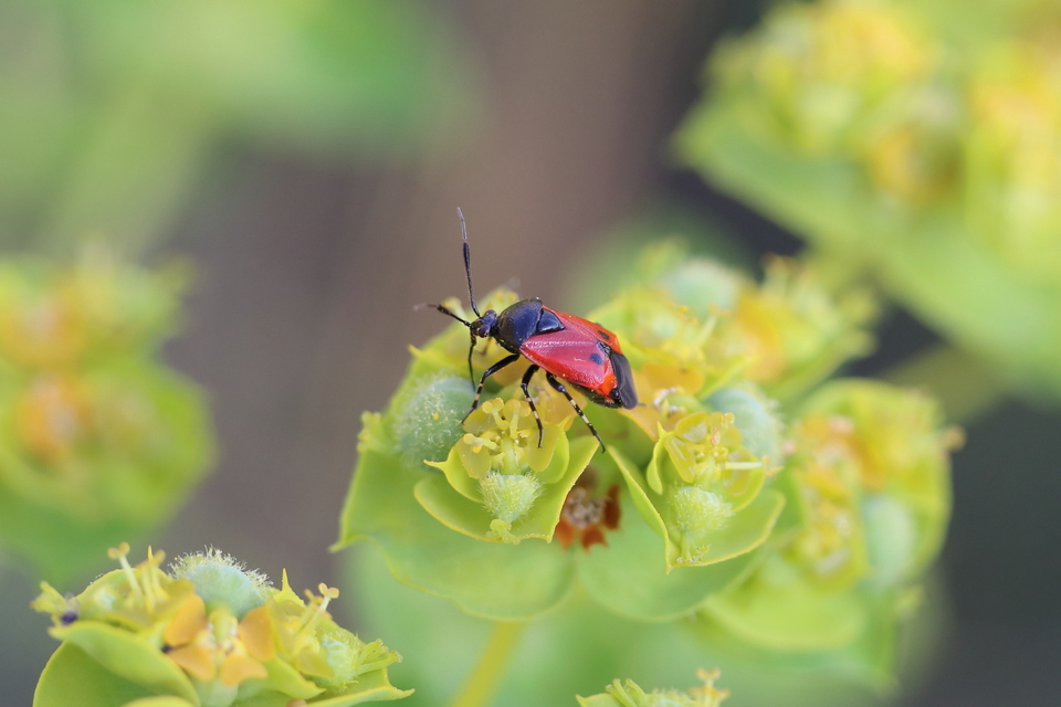 Deraeocoris rutilus - cinóber mezeipoloska