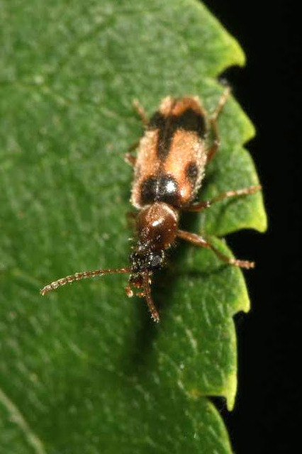 Notoxus monoceros - sárgahasú nyakszarvúbogár