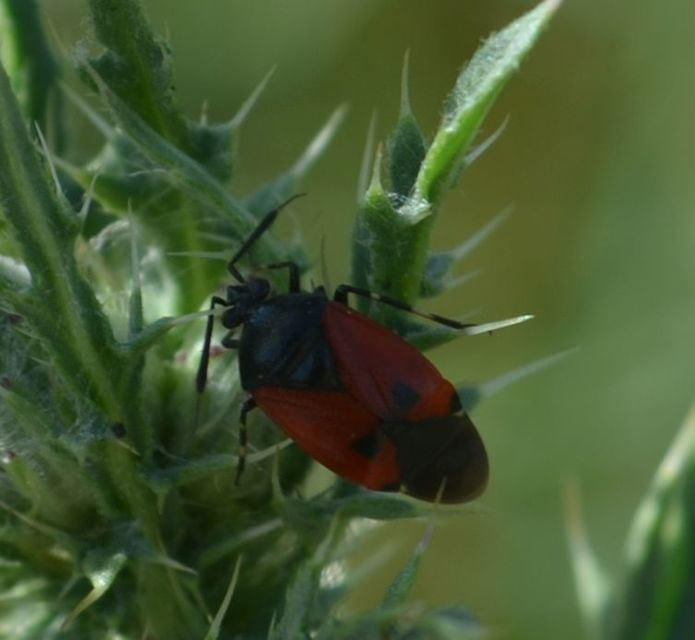 Deraeocoris rutilus - cinóber mezeipoloska