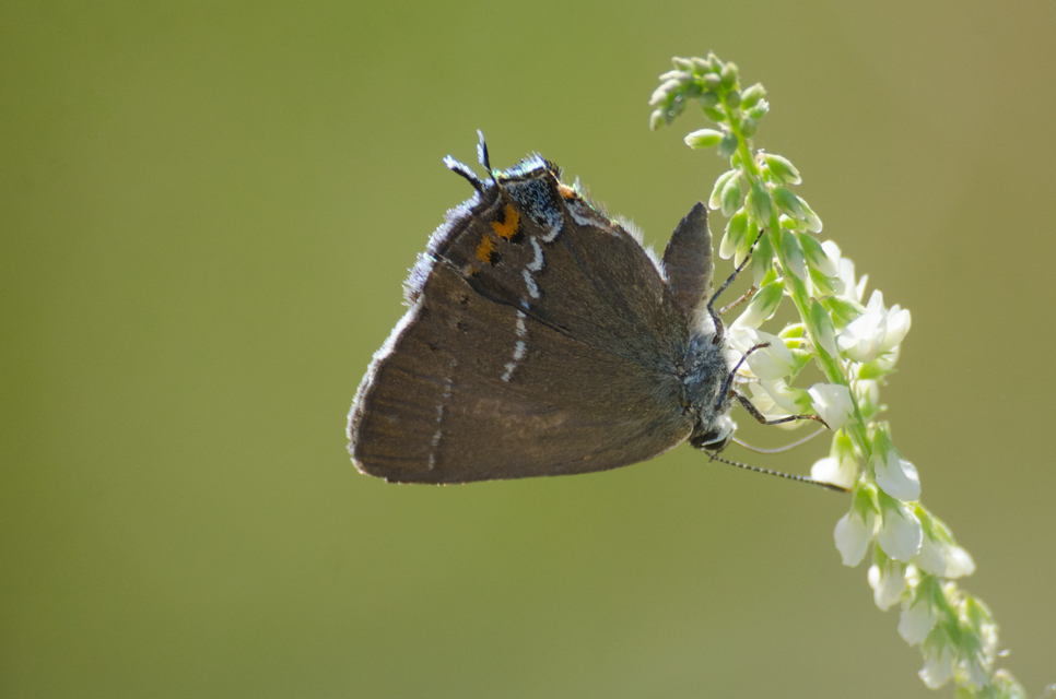 Satyrium spini - kökény-csücsköslepke