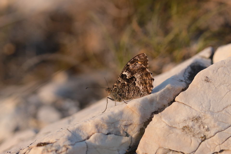 Hipparchia semele - barna szemeslepke