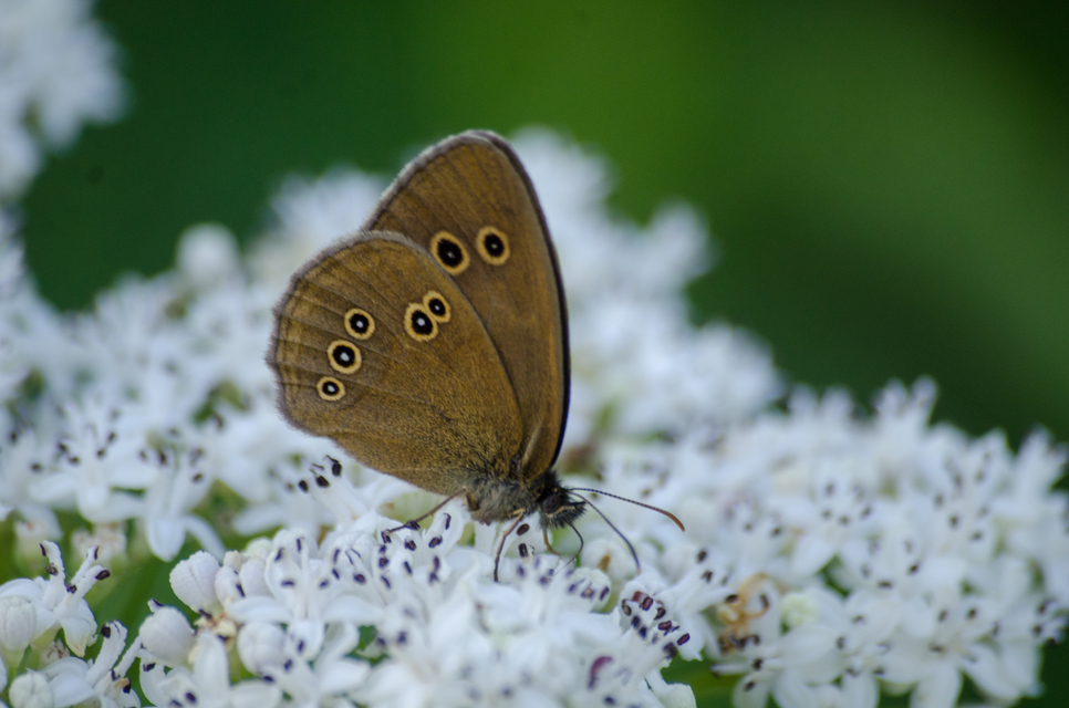 Aphantopus hyperanthus - közönséges ökörszemlepke