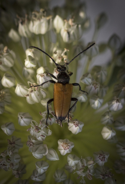 Stictoleptura fulva - vörhenyes virágcincér