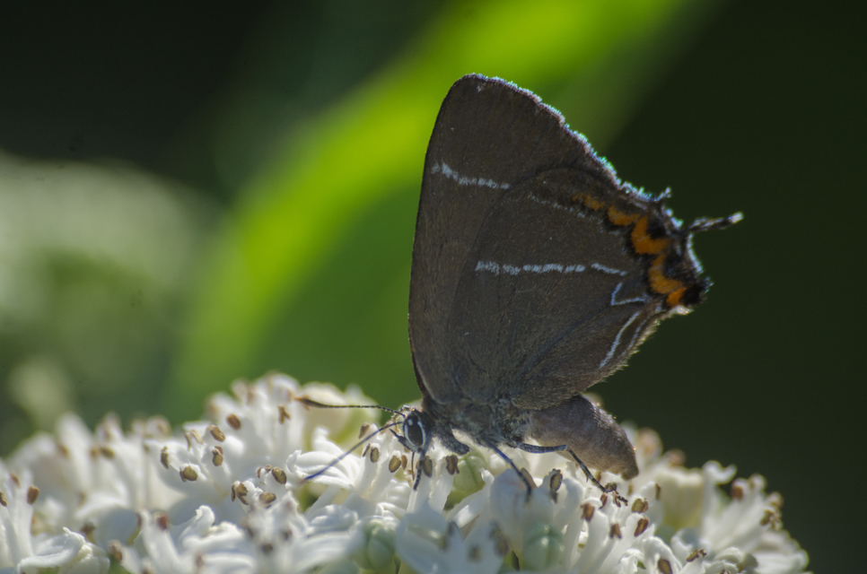 Satyrium w-album - szilfa-csücsköslepke