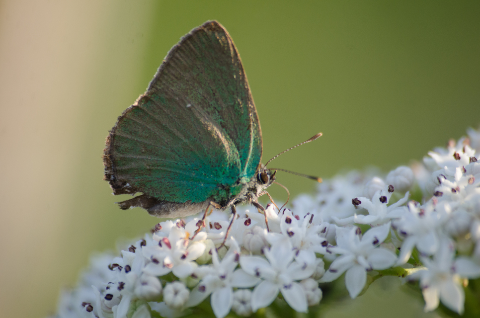 Callophrys rubi - zöldfonákú lepke