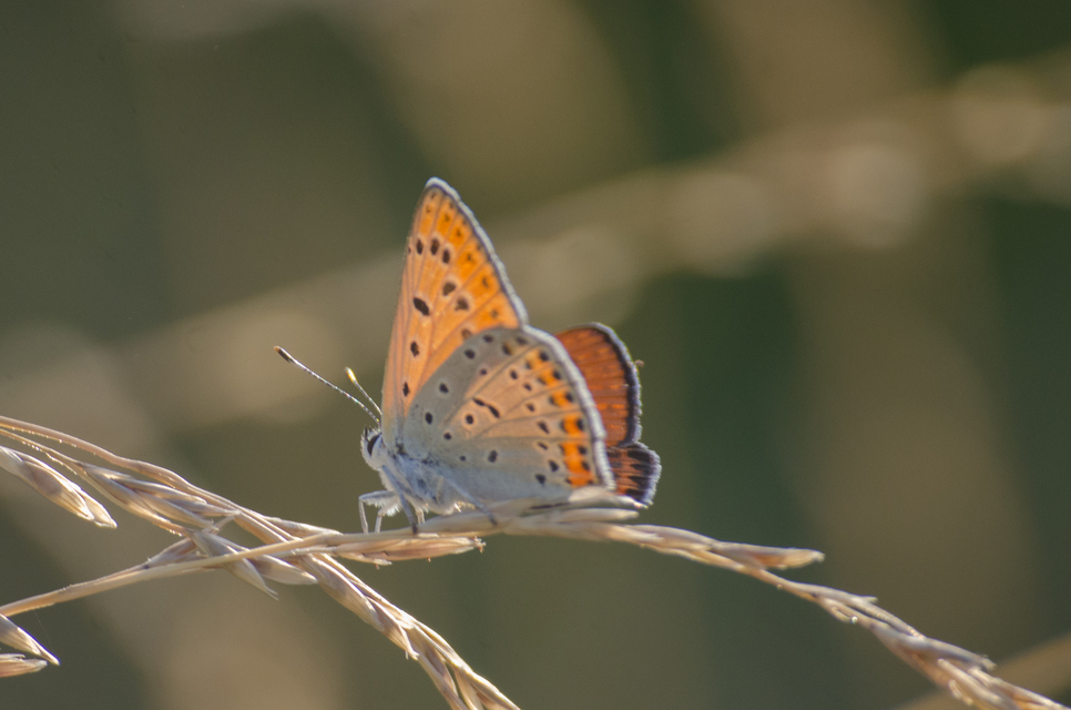 Lycaena thersamon - kis tűzlepke