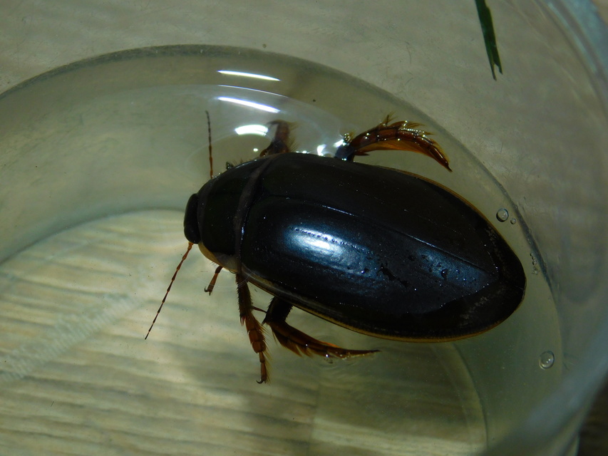 Dytiscus