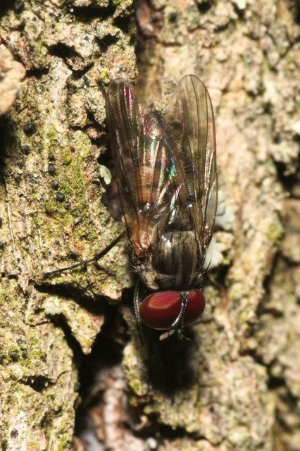 Fannia canicularis - kis házilégy