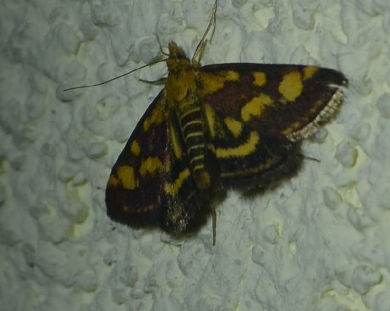 Pyrausta purpuralis - közönséges bíbormoly