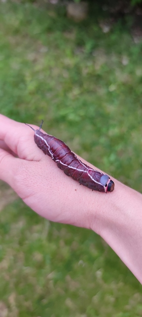 Cerura vinula - nagy púposszövő