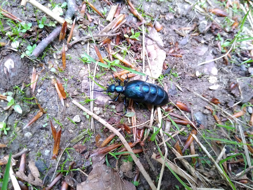 Meloe violaceus - kék nünüke