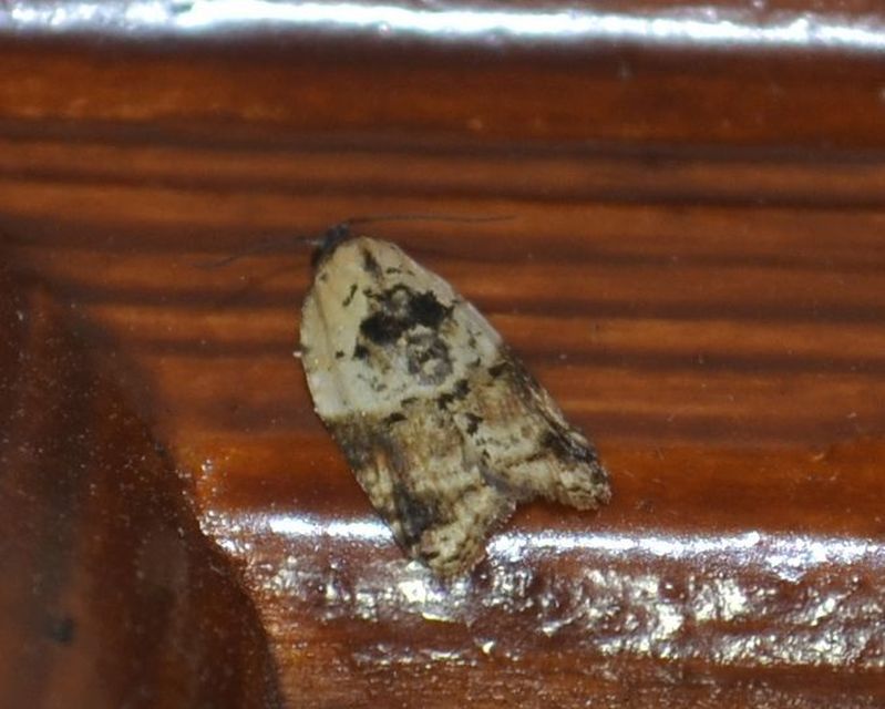 Acleris variegana - tarka levélmoly