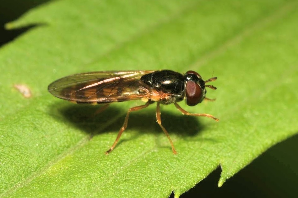 Melanostoma scalare - hosszúpotrohú fűzengőlégy