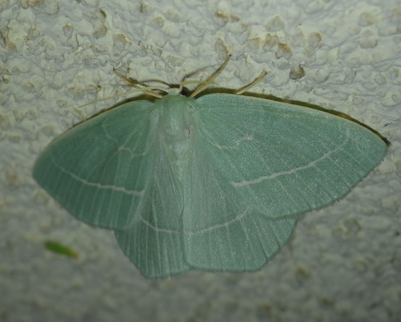 Hemistola chrysoprasaria - kékes zöldaraszoló
