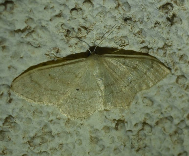 Idaea deversaria - egyszínű sávosaraszoló