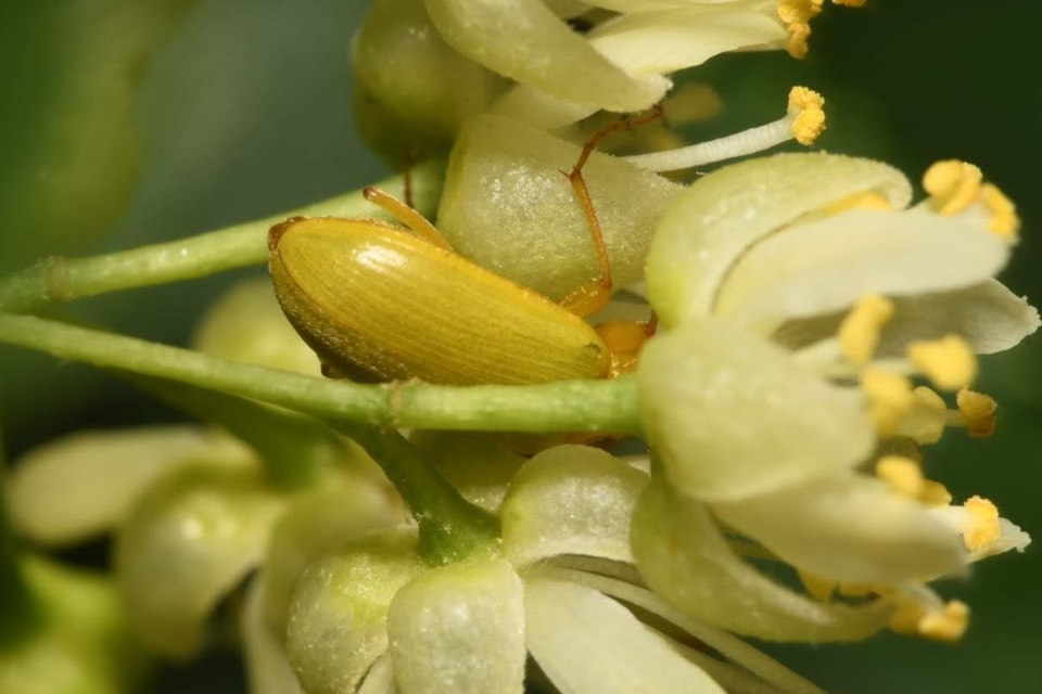 Cteniopus sulphureus - közönséges kénbogár Cteniopus sulphureus - közönséges kénbogár