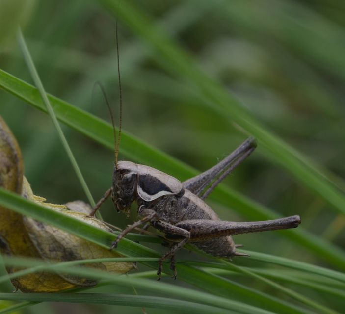 Pholidoptera fallax - galléros avarszöcske
