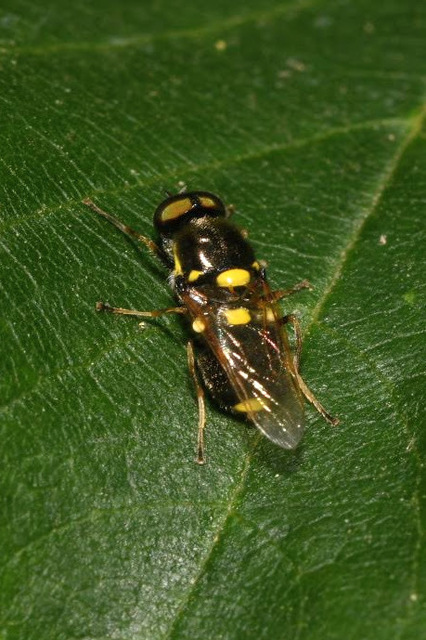 Oxycera leonina - kétfoltos kurtalégy