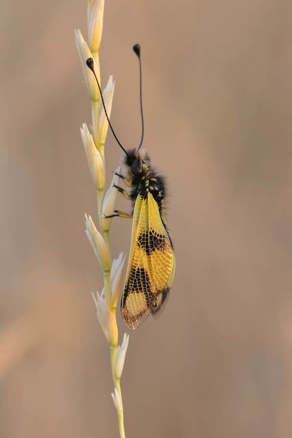 Libelloides macaronius - keleti rablópille