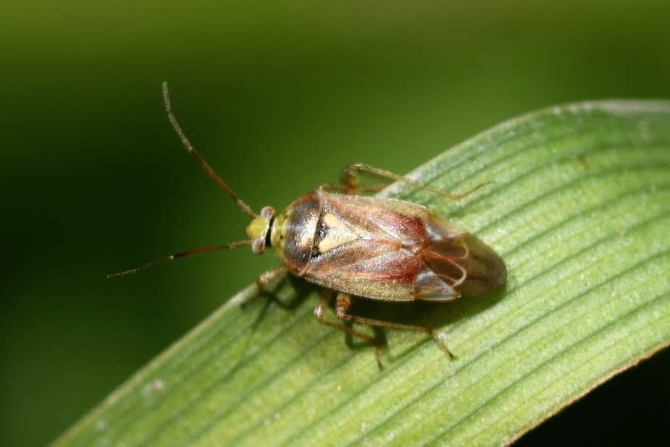 Lygus rugulipennis - molyhos mezeipoloska