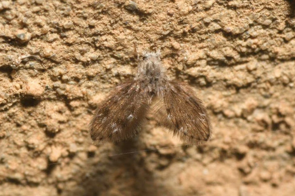 Psychodidae - lepkeszúnyogok