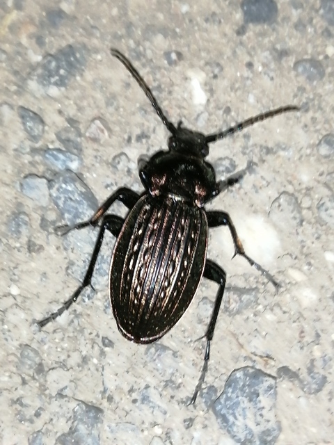 Carabus ulrichii - rezes futrinka Carabus ulrichii - rezes futrinka