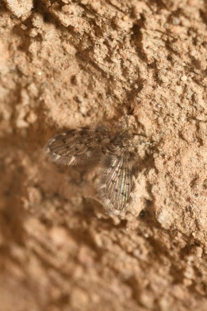 Paramormia ustulata
