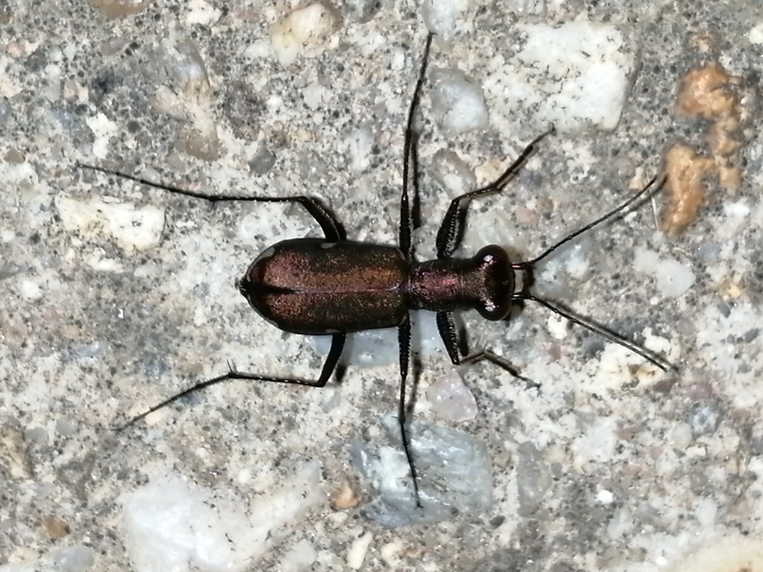 Cylindera germanica - parlagi homokfutrinka