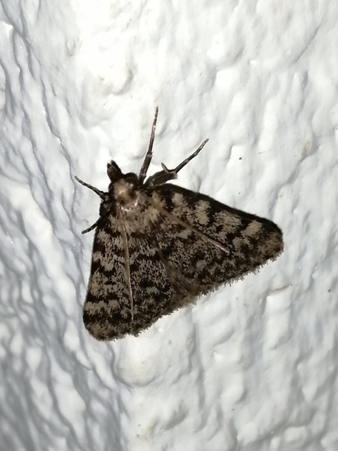 Aglossa pinguinalis - zsiradékmoly