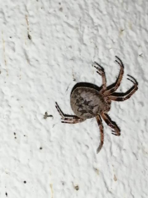 Larinioides ixobolus - ereszalji keresztespók