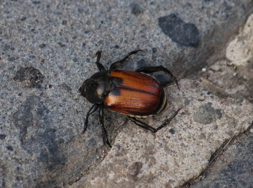 Anisoplia austriaca - osztrák szipoly
