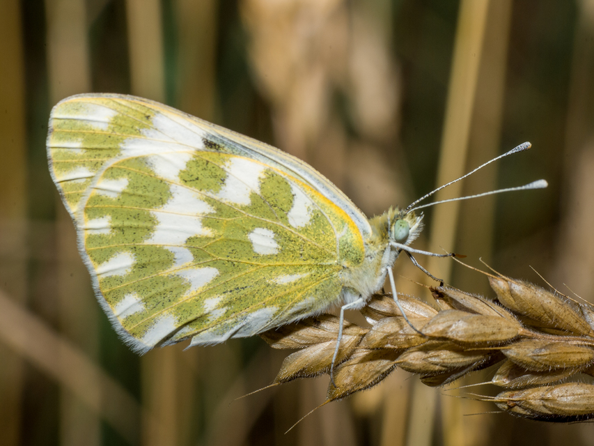 Pontia edusa - rezedalepke