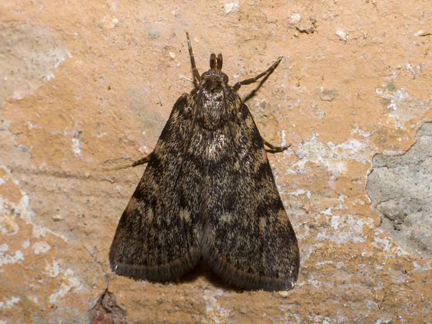 Aglossa pinguinalis - zsiradékmoly