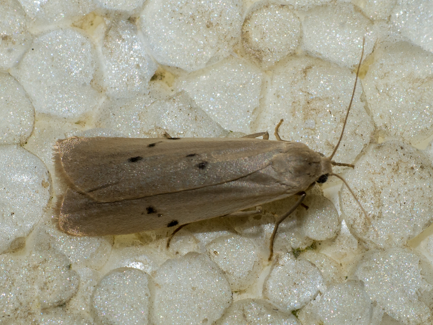 Pelosia muscerda - hamvas zuzmószövő