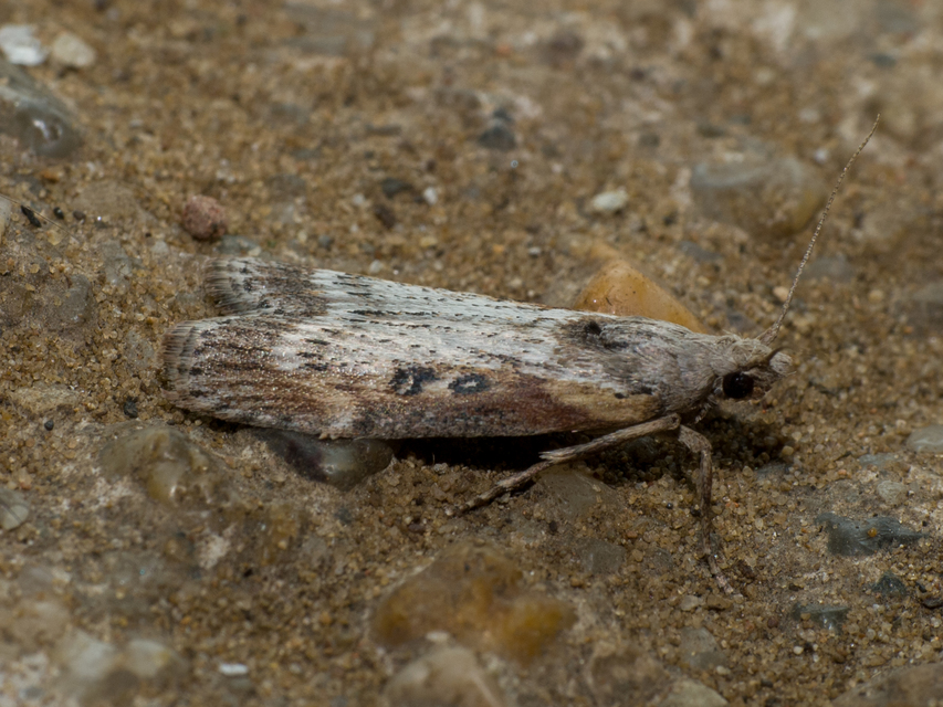 Lamoria