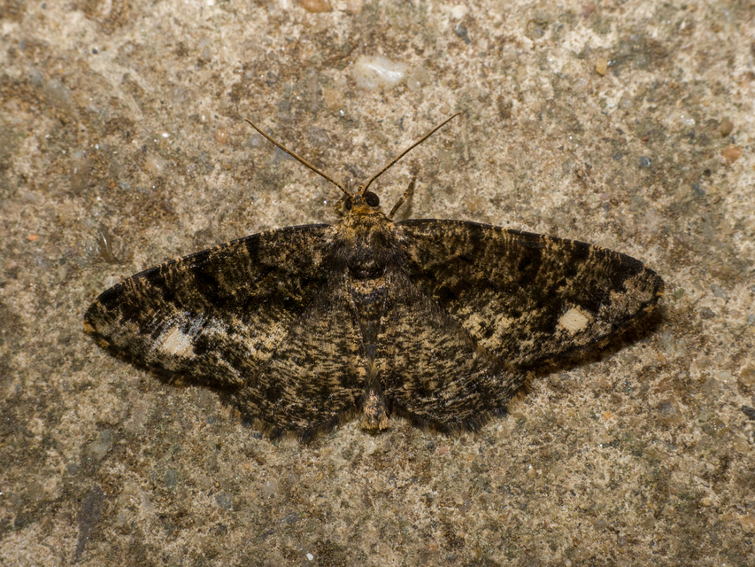 Parectropis similaria - barna zuzmóaraszoló