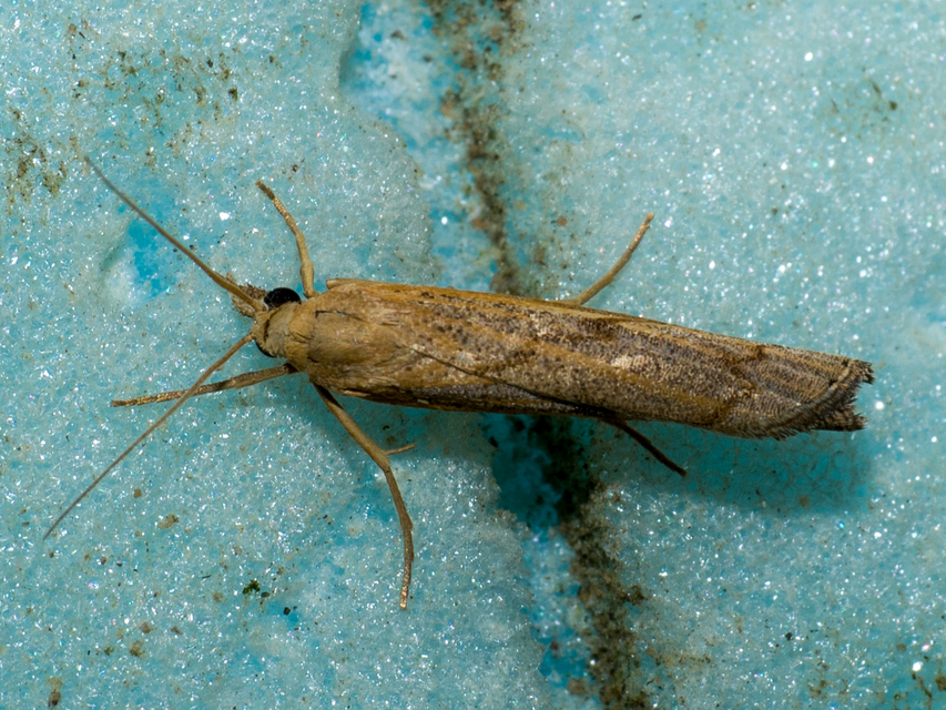 Pediasia contaminella - mocskos fűgyökérmoly