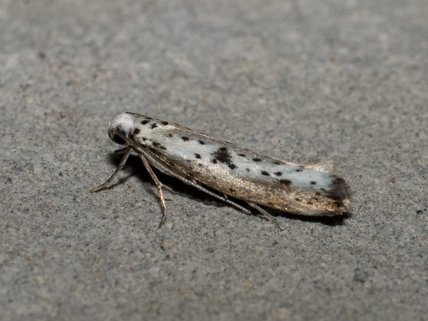 Yponomeuta plumbella - pókhálós bengemoly