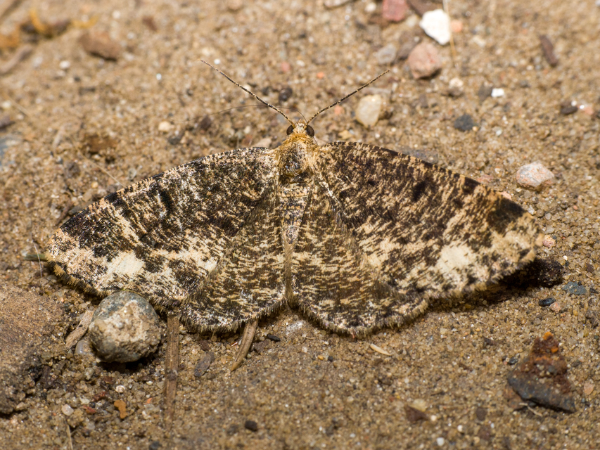 Parectropis similaria - barna zuzmóaraszoló