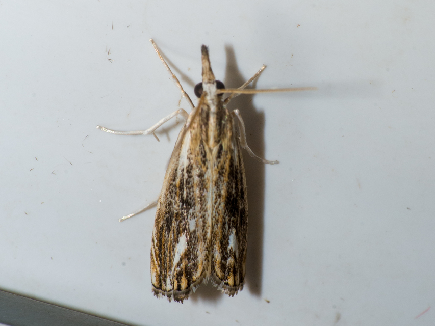 Catoptria verellus - kormos fűgyökérmoly