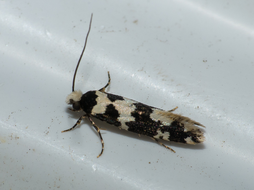 Neurothaumasia ankerella - magyarmoly