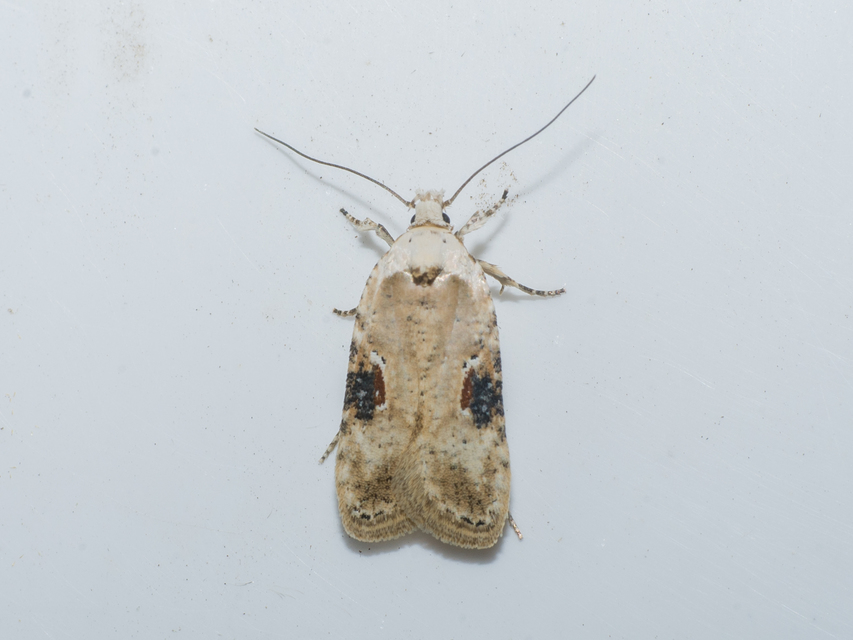 Agonopterix alstromeriana - bürök-laposmoly