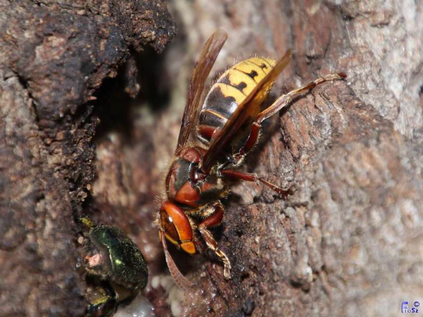 Vespa crabro - lódarázs