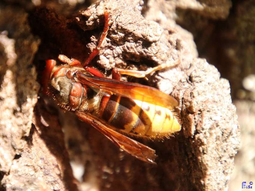Vespa crabro - lódarázs
