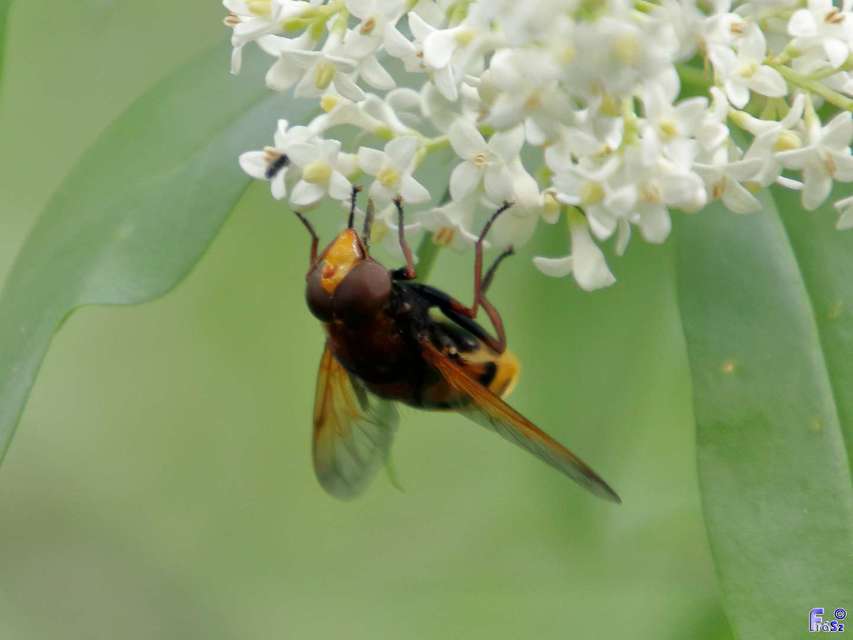 Volucella zonaria - kétöves pihelégy
