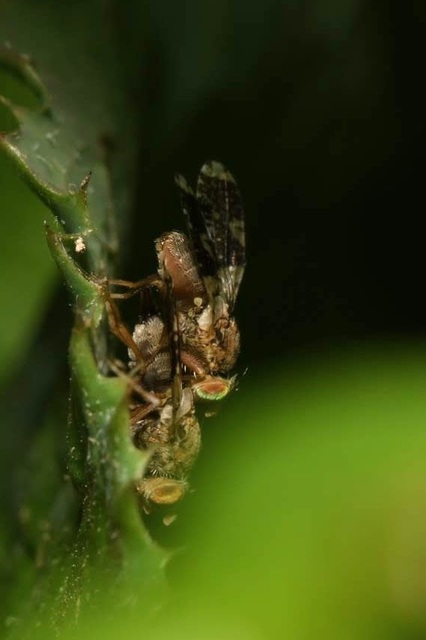 Tephritis formosa